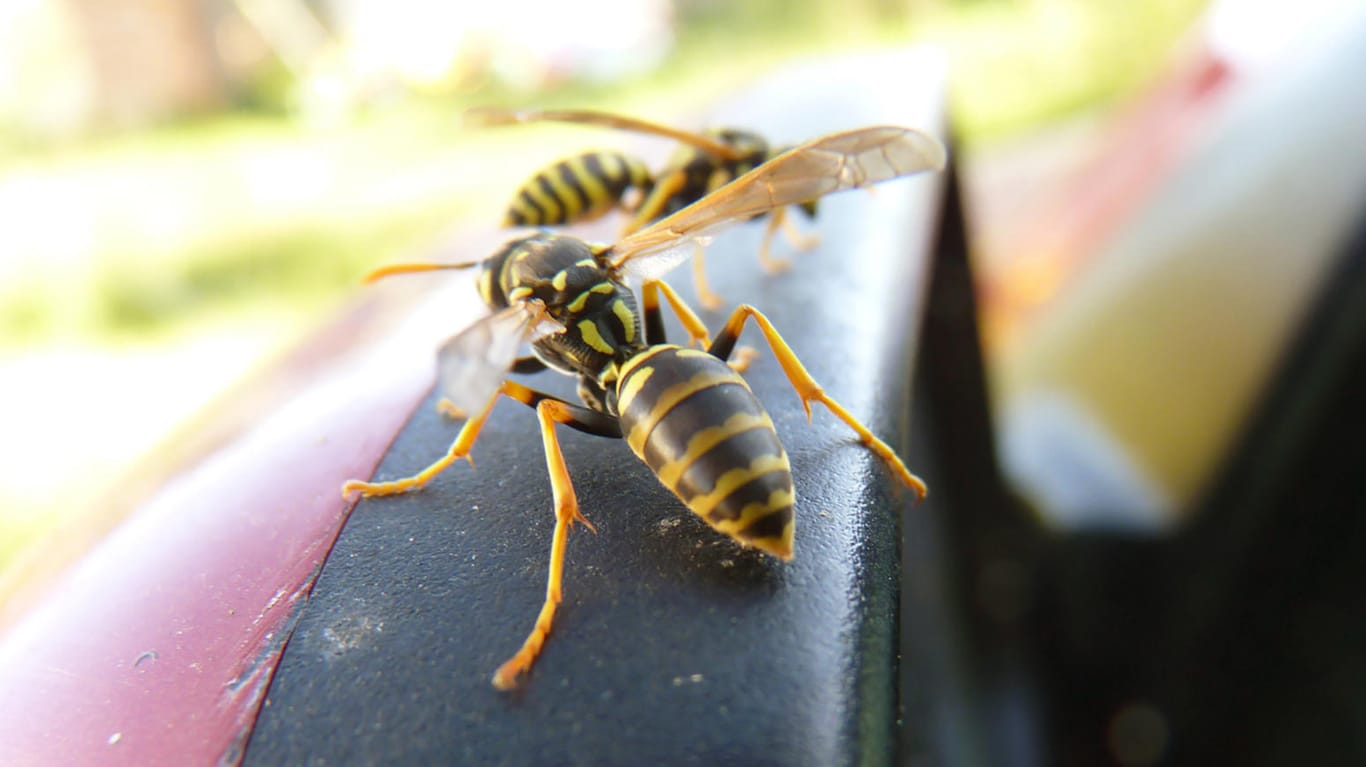 Wespen auf einem Seitenspiegel: Eine falsche Reaktion auf eine Wespe im Auto kann schnell zu einem Unfall führen.