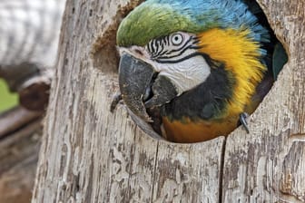 Ein Gelbbrustara: In Neuseeland erreichte ein Verwandter der heutigen Papageien einst gigantische Ausmaße.
