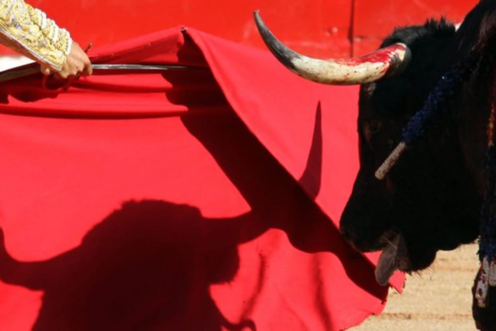 Nach zwei Jahren ohne Stierkämpfe sollen erstmals wieder Stiere im Coliseo Balear auf Mallorca getötet werden.