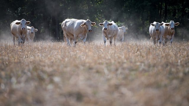 Rindfleisch braucht 20 Mal so viel Land und es entstehen 20 Mal so viele Treibhausgase pro Gramm essbaren Eiweißes wie bei pflanzlichen Eiweißen. Rindfleisch braucht 20 Mal so viel Land und es entstehen 20 Mal so viele Treibhausgase pro Gramm essbaren Eiweißes wie bei pflanzlichen Eiweißen.