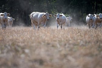 Rindfleisch braucht 20 Mal so viel Land und es entstehen 20 Mal so viele Treibhausgase pro Gramm essbaren Eiweißes wie bei pflanzlichen Eiweißen.