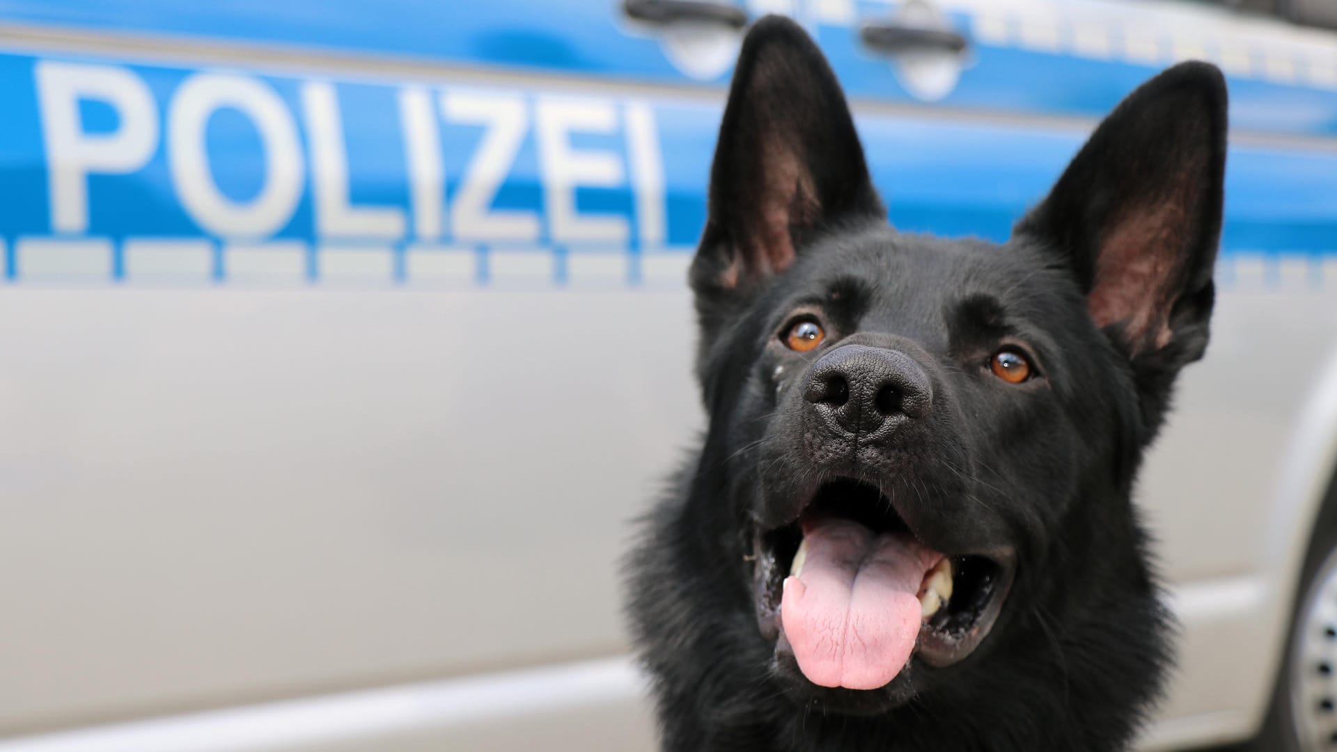 Diensthund "Ulla": Der Drogenspürhund schlug sofort an.