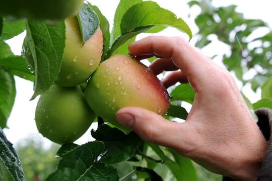 Die ersten wirklich schmackhaften Frühäpfel der Saison.