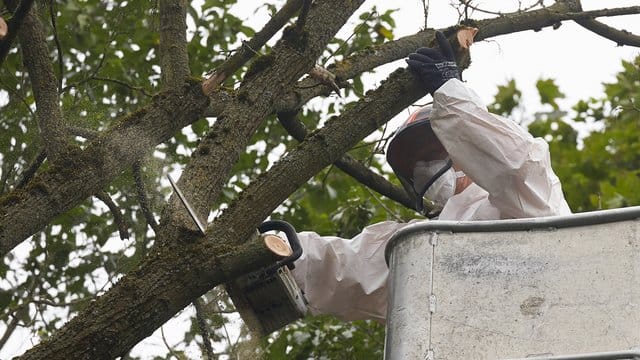 Arbeiter in Schutzanzügen fällen die von der Rußrindenkrankheit befallenen Bäume.