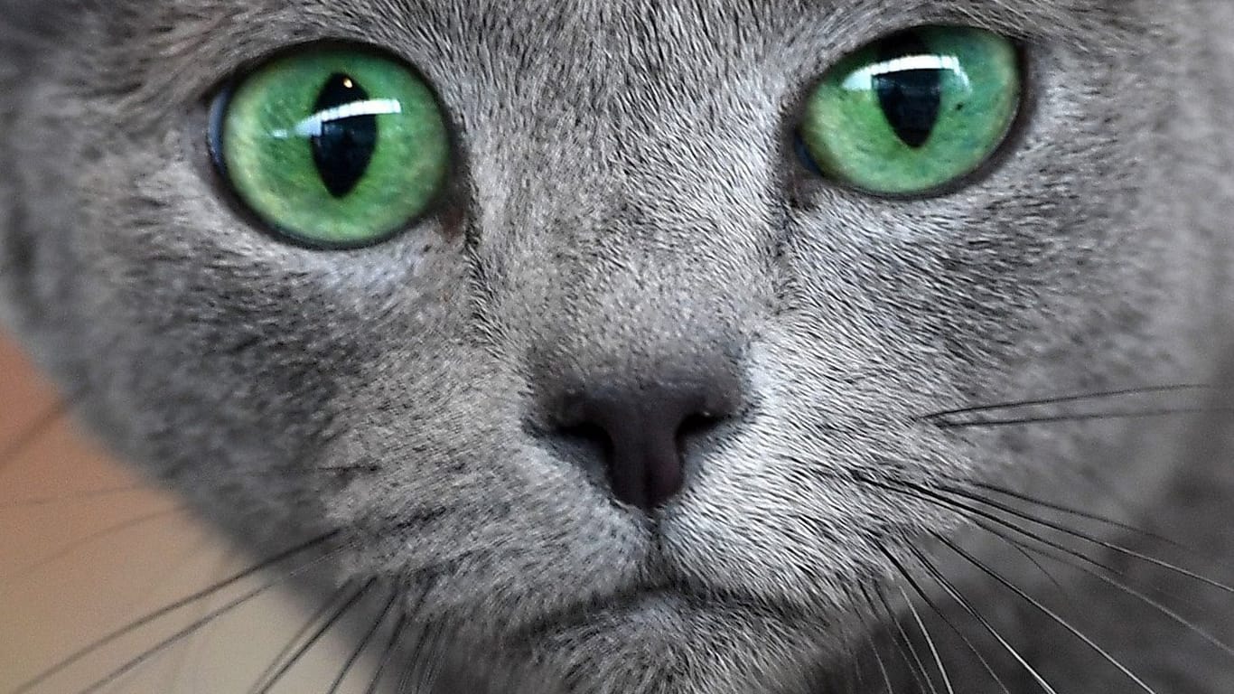 Eine Katze: Die Nachbarschaft kümmerte sich gemeinsam um das Tier, wieso es angegriffen wurde, kann niemand erklären. (Symbolbild)