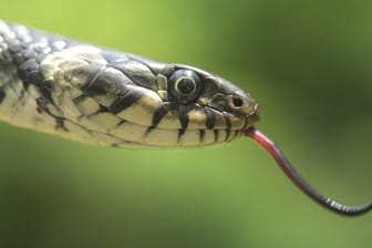 Ringelnatter: In Vorpommern-Greifswald musste die Polizei zu einem Einsatz mit einer Schlange ausrücken. (Symbolbild)