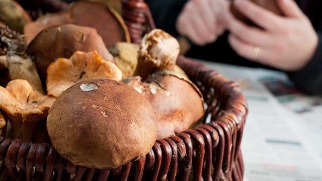Pilze sind lecker, einige aber können schwere Vergiftungen auslösen. Pilze sind lecker, einige aber können schwere Vergiftungen auslösen.
