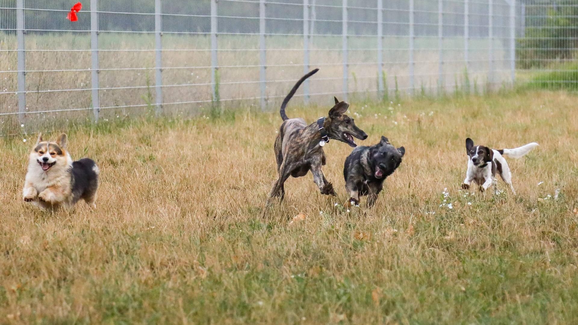 Hunde beim Toben auf einer Hundewiese: In Dortmund gibt es viele Auslaufgebiete für Ihren Vierbeiner.