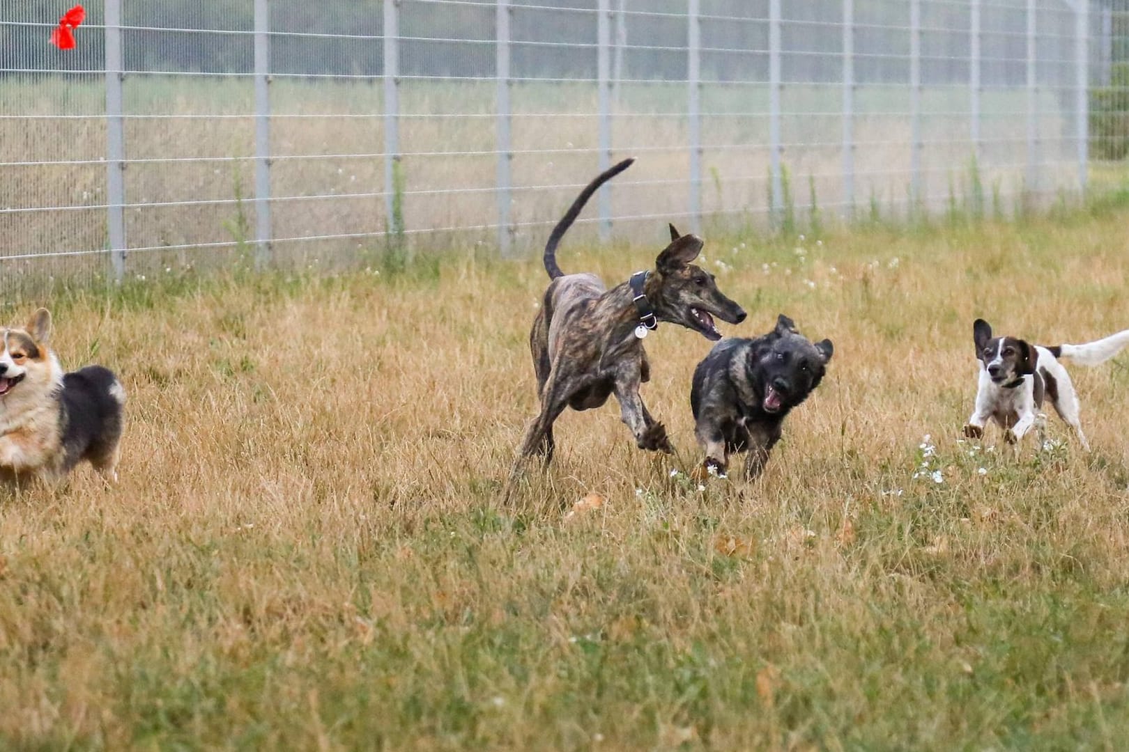 Hunde beim Toben auf einer Hundewiese: In Dortmund gibt es viele Auslaufgebiete für Ihren Vierbeiner.