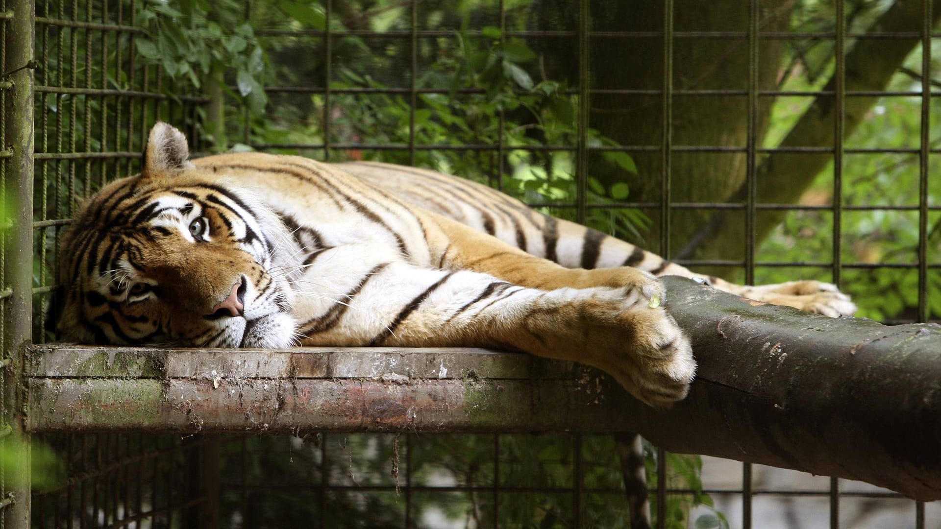 Tiger im Tierpark Hamm: Das Mitführen von Hunden ist hier erlaubt.