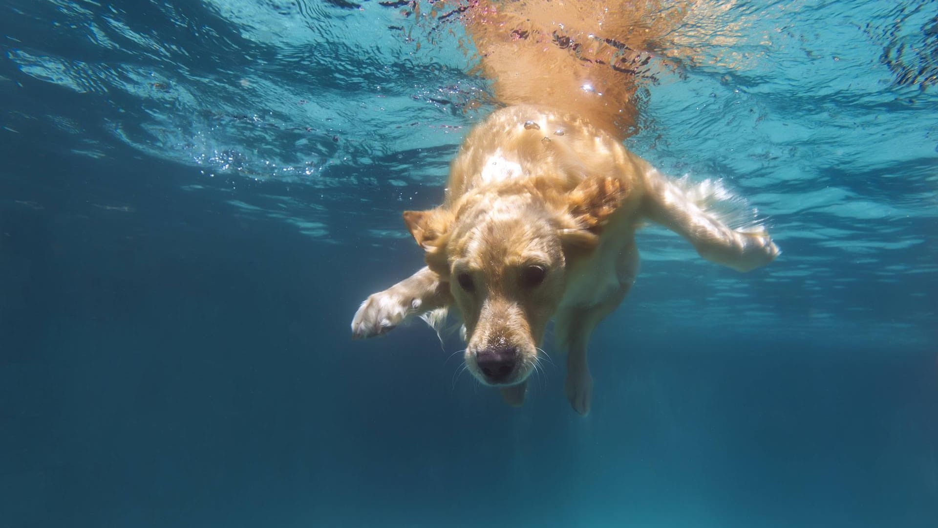 Ein Golden Retriever springt in einen Pool: Einmal im Jahr passiert das auch in Freibädern.