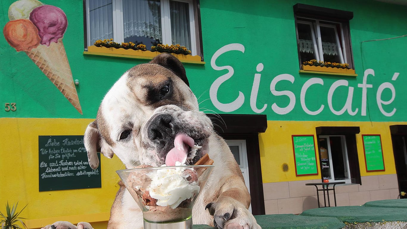 Ein Hund isst Eis: In Aplerbeck gibt es Hunde-Eis in der Geschmacksrichtung Leberwurst.