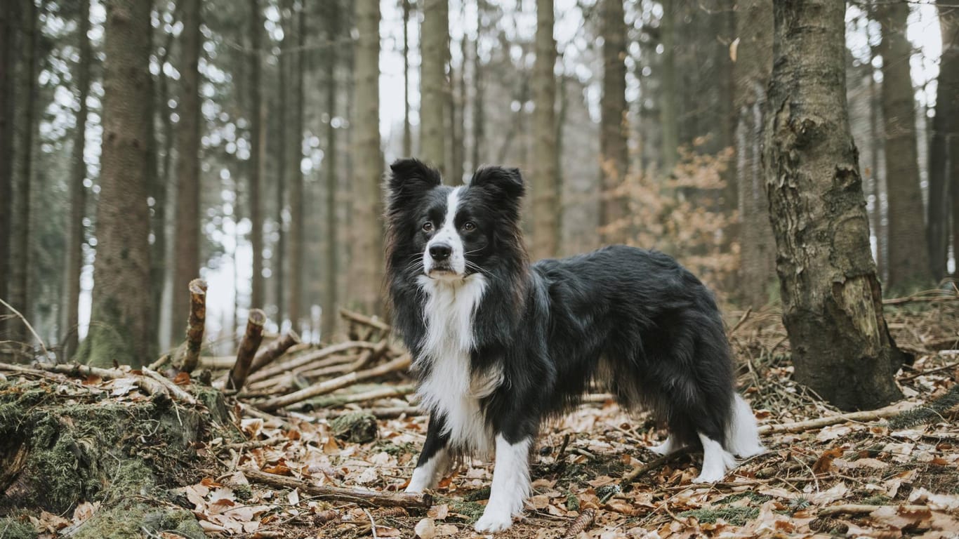 Ein Hund steht im Wald: Über Stock und Stein läuft es sich viel besser.