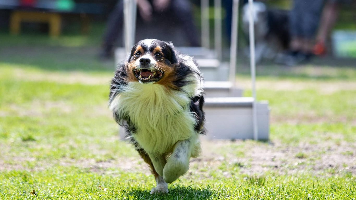 Ein Hund hat Hindernisse überquert: Das Training lehrt den Tieren Gehorsam, Agility und Co.