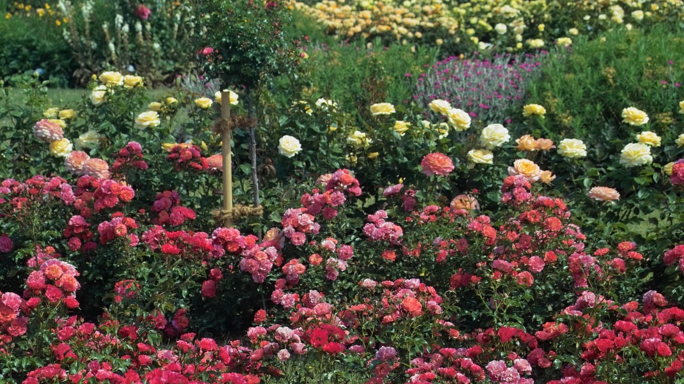 Rosenbeete und -sträucher: Der Rosengarten ist eine ruhige und beliebte Grünoase.
