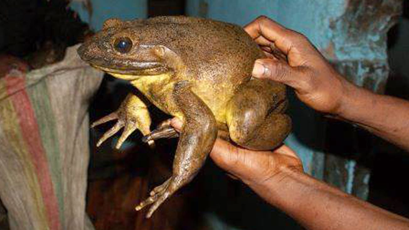 Ein ausgewachsener Goliathfrosch: Die Frosch-Giganten sind besonders fürsorgliche Eltern. Sie bauen aus schweren Steinen kleine, schützende Felstümpel an Flussufern, bevor sie laichen.