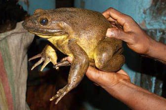 Ein ausgewachsener Goliathfrosch: Die Frosch-Giganten sind besonders fürsorgliche Eltern. Sie bauen aus schweren Steinen kleine, schützende Felstümpel an Flussufern, bevor sie laichen.