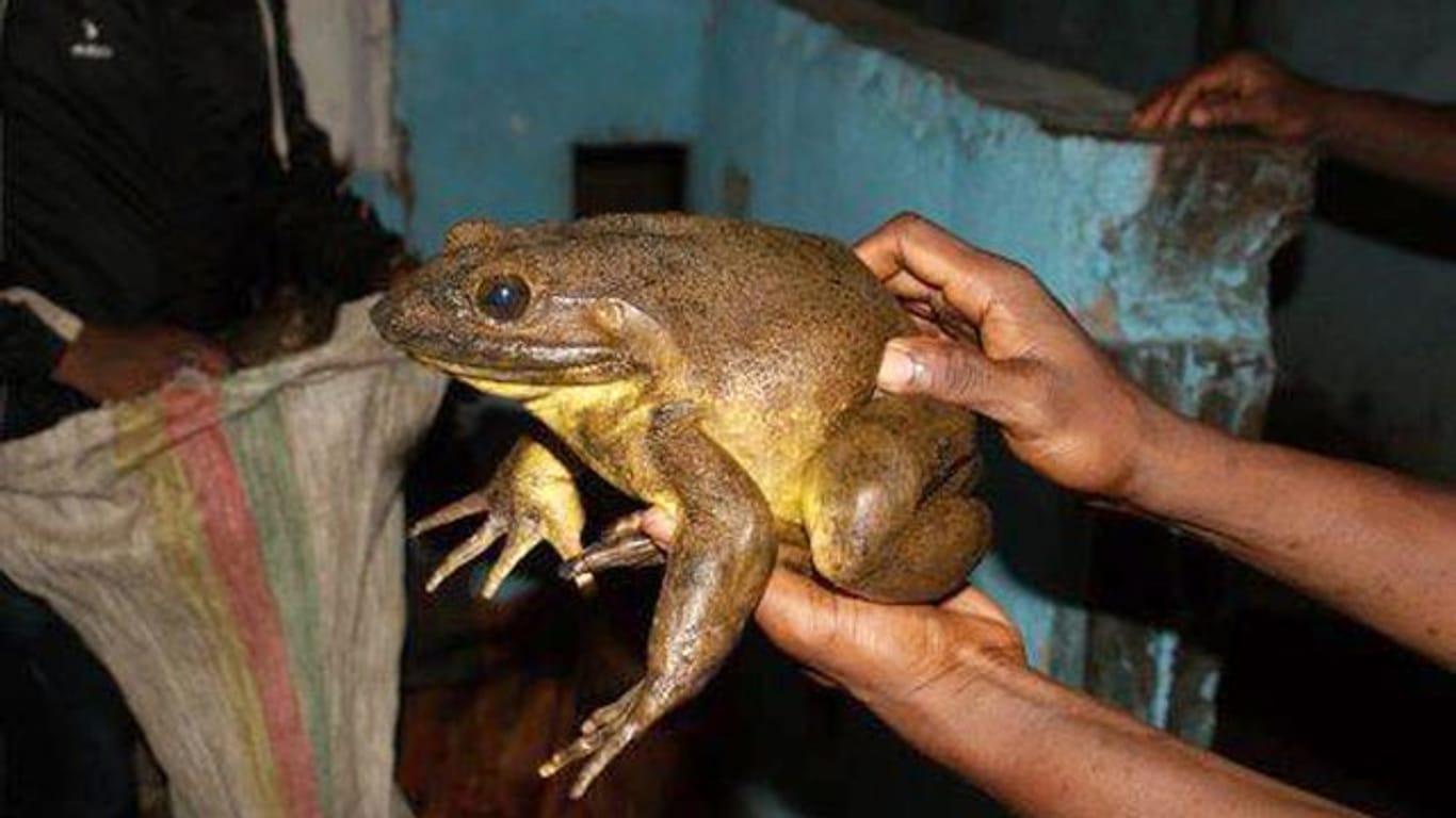 Ein ausgewachsener Goliathfrosch bringt über drei Kilo auf die Waage.