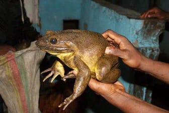 Ein ausgewachsener Goliathfrosch bringt über drei Kilo auf die Waage.