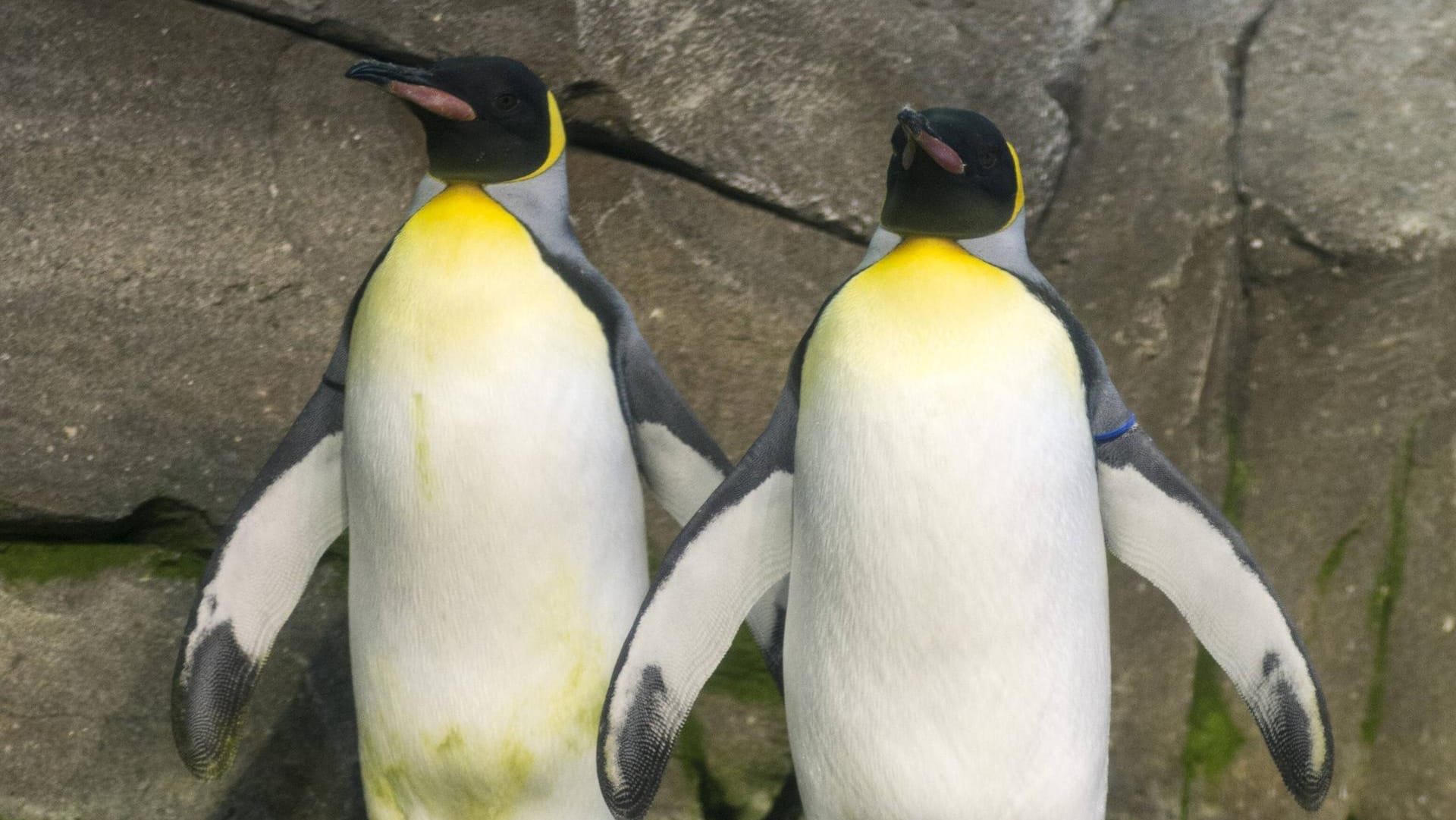 Zwei Königspinguine im Berliner Zoo: Ein Schwules Pinguin-Paar versucht, ein Ei auszubrüten. (Symbolfoto)