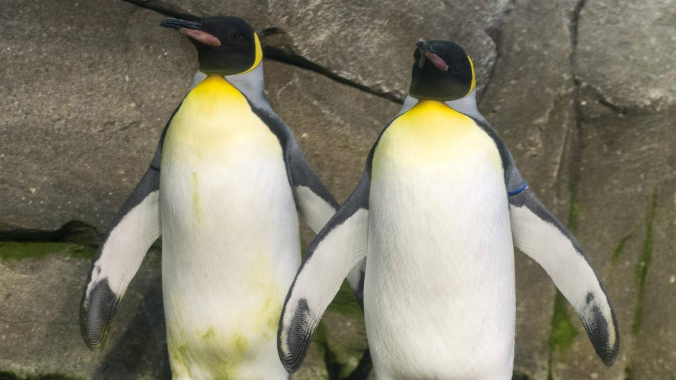 Zwei Königspinguine im Berliner Zoo: Ein Schwules Pinguin-Paar versucht, ein Ei auszubrüten. (Symbolfoto)