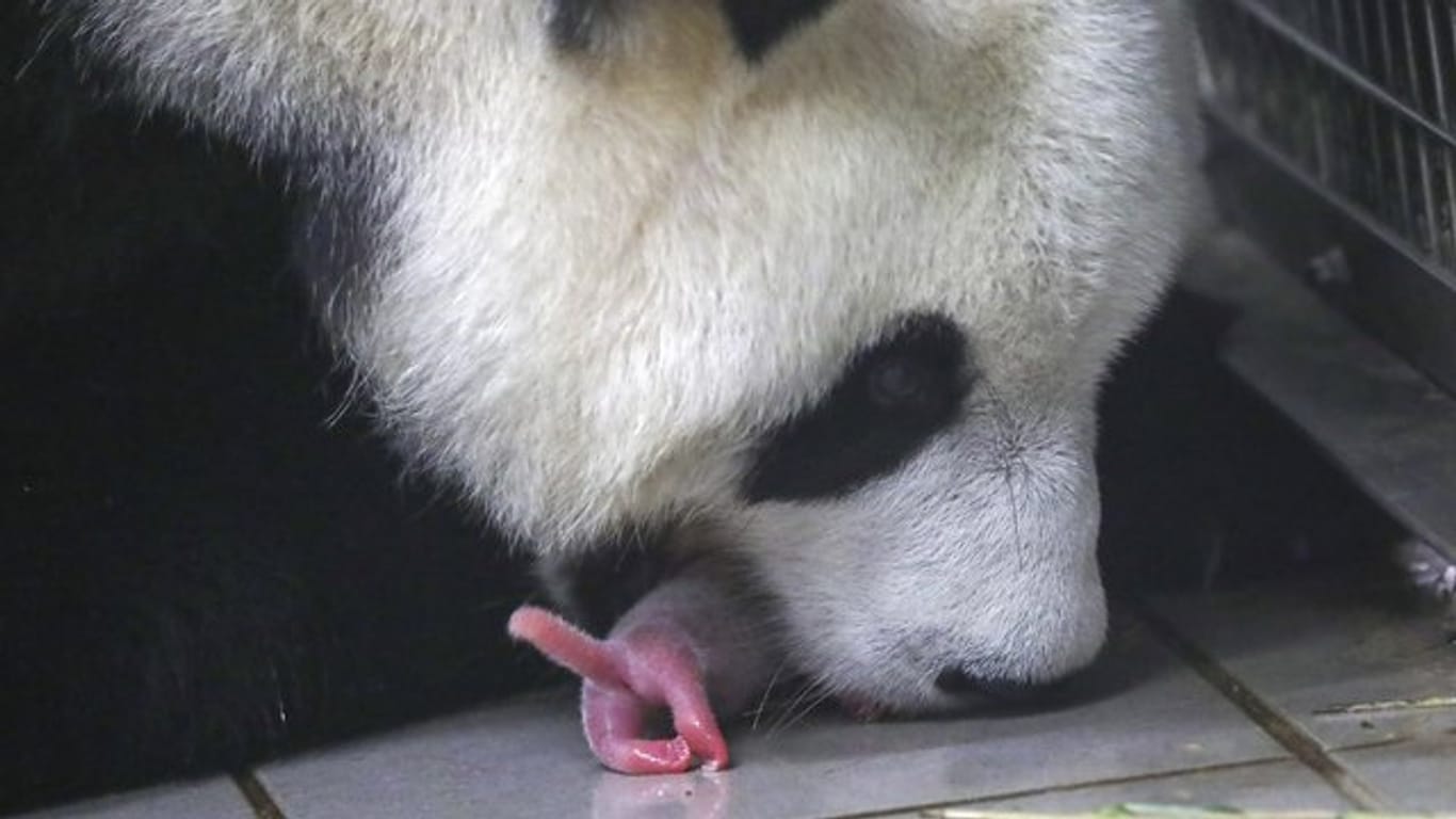 Die Panda-Mama Hao Hao kümmert sich rührend um ihren Nachwuchs, der - was normal ist - ohne Fell zur Welt gekommen ist.