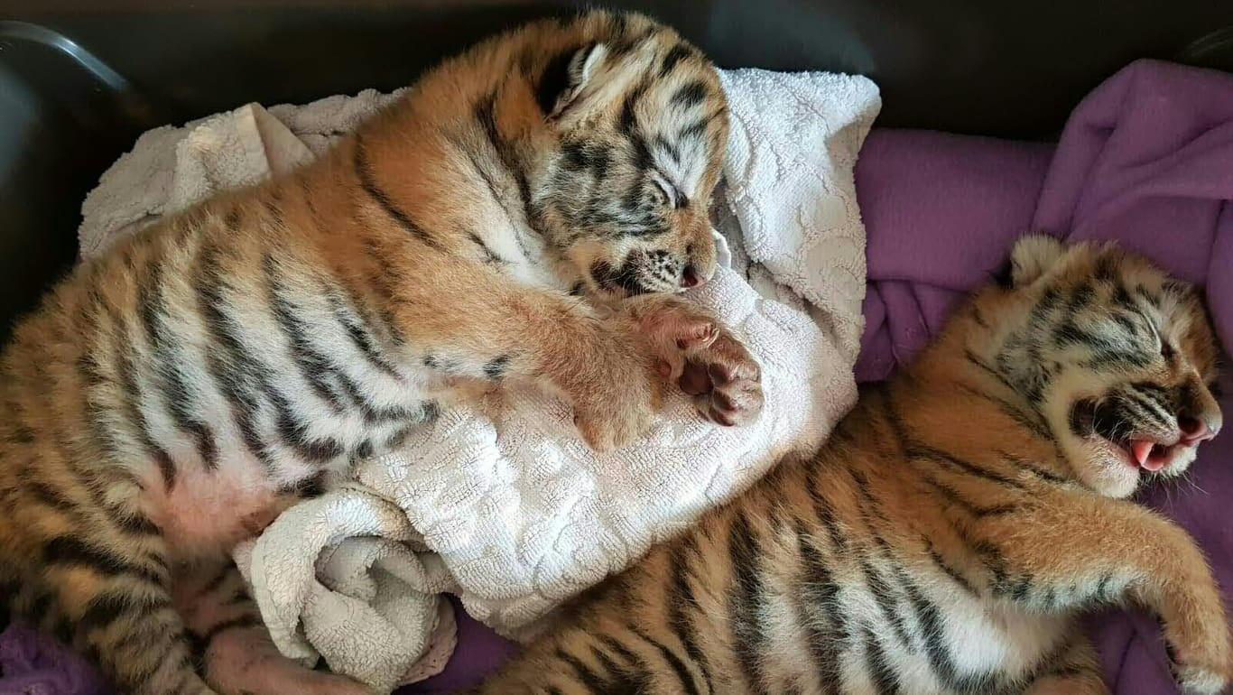 Schlafende Tigerbabys