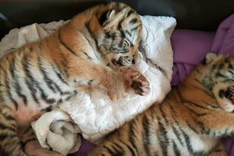 Schlafende Tigerbabys