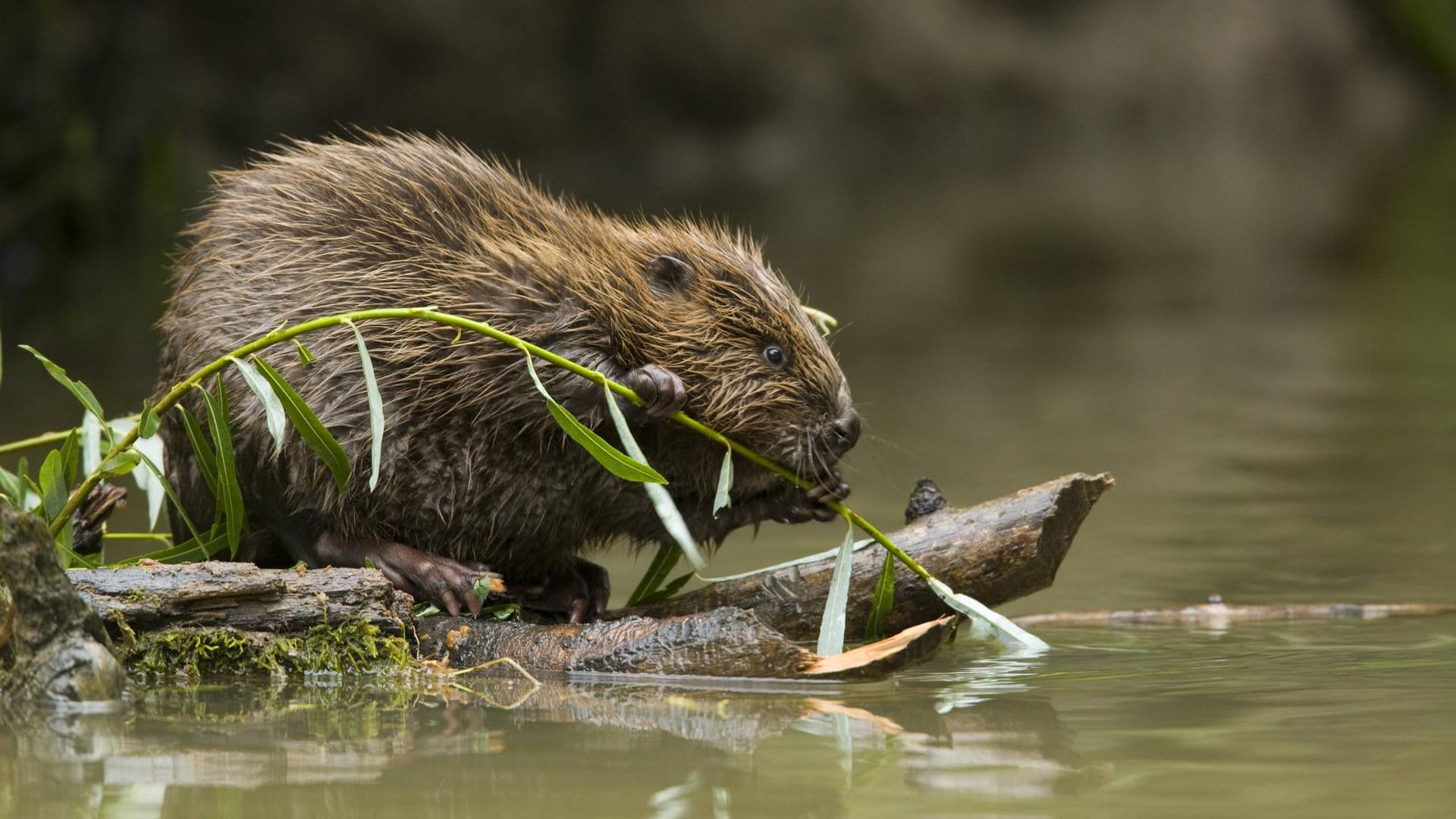 Ein eurasischer Biber am Wasser