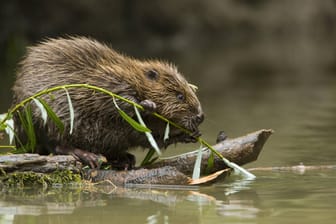 Ein eurasischer Biber am Wasser