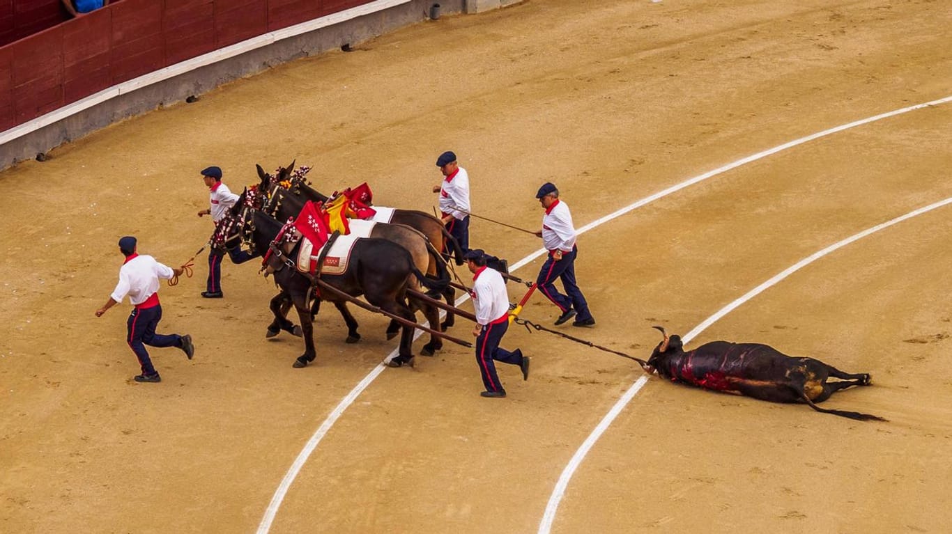 Pferde begleitet von Männern ziehen 2014 einen toten Stier aus einer Stierkampfarena: Ein Gesetz, dass die Tötung und Verletzung der Stiere verboten hatte, ist bereits Ende 2018 in Teilen aufgehoben worden.