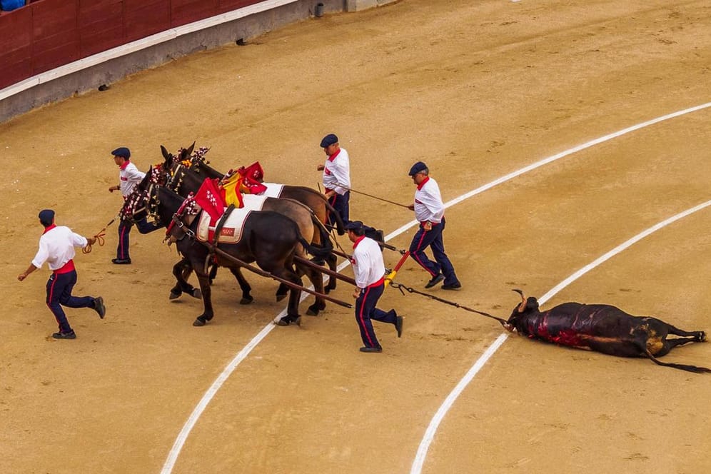 Pferde begleitet von Männern ziehen 2014 einen toten Stier aus einer Stierkampfarena: Ein Gesetz, dass die Tötung und Verletzung der Stiere verboten hatte, ist bereits Ende 2018 in Teilen aufgehoben worden.