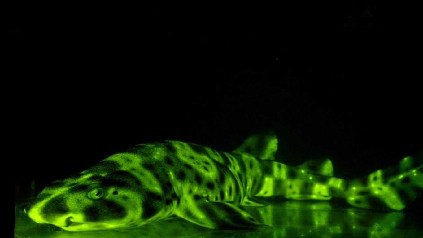 Biofluoreszierender Schwellhai: Das grüne Leuchten können nur seine Artgenossen sehen - oder Menschen mit Hilfe spezieller Kameras.