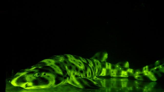 Biofluoreszierender Schwellhai: Das grüne Leuchten können nur seine Artgenossen sehen - oder Menschen mit Hilfe spezieller Kameras. Biofluoreszierender Schwellhai: Das grüne Leuchten können nur seine Artgenossen sehen - oder Menschen mit Hilfe spezieller Kameras.