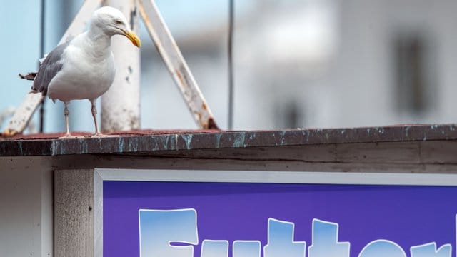Möwen stehlen seltener Essen von Menschen, wenn man sie im Blick behält. Möwen stehlen seltener Essen von Menschen, wenn man sie im Blick behält.