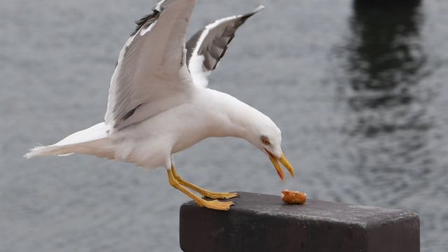 Eine Möwe schnappt sich ein Stück Fisch.