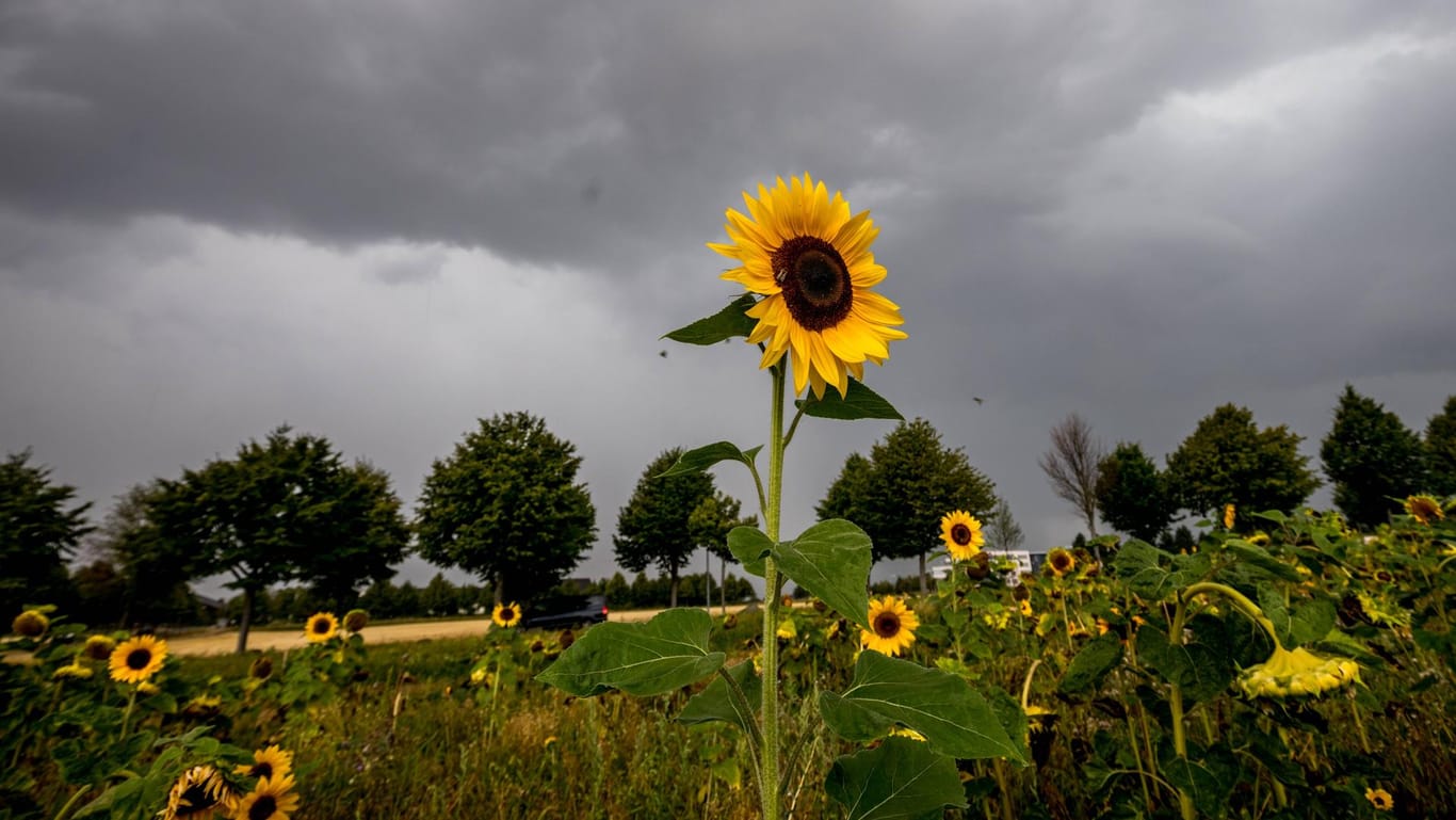 Dunkle Wolken über Sonnenblumen: Die neue Woche startet ungemütlich.
