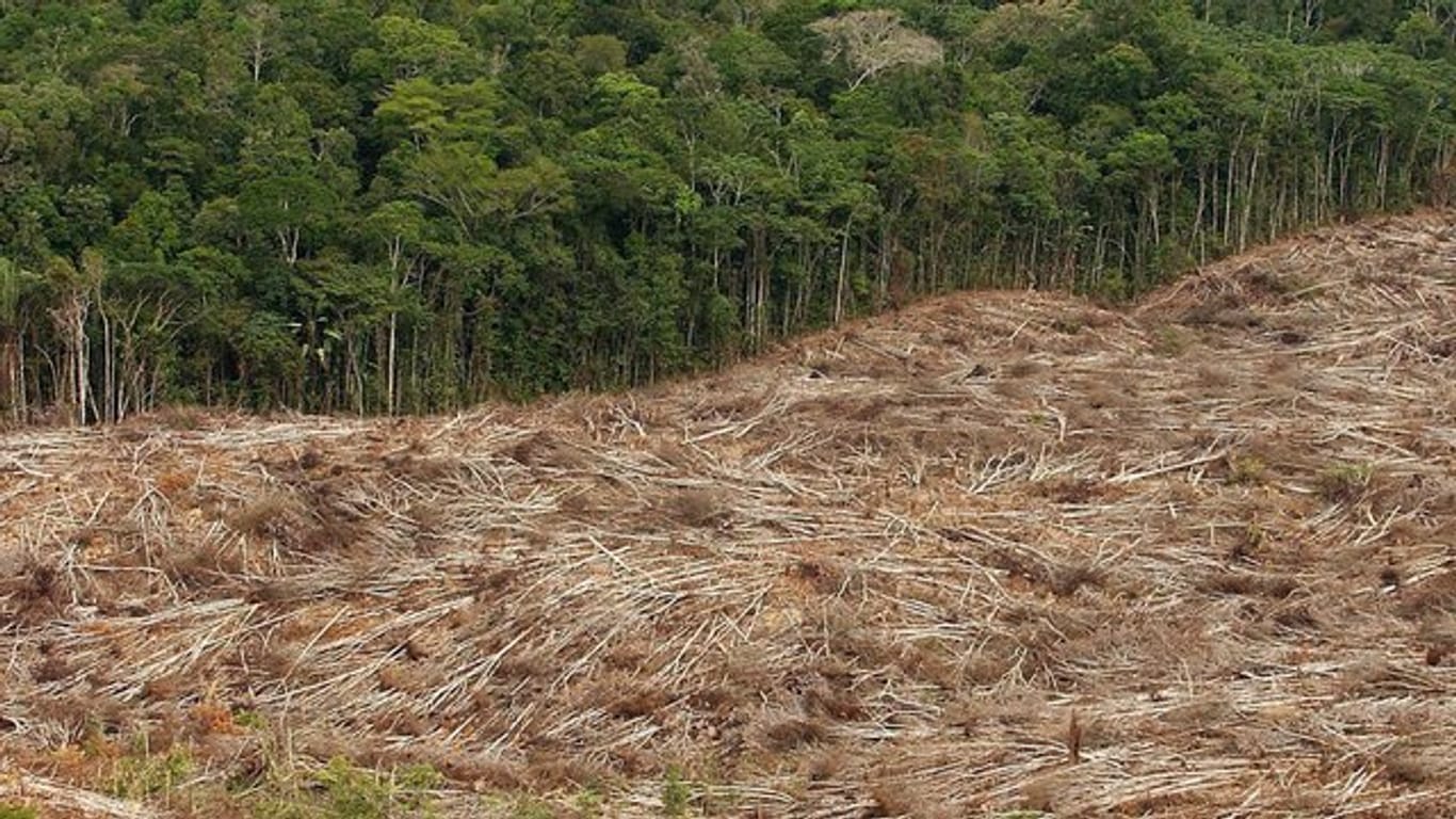 Abholzung des Regenwalds im Amazonasgebiet in Brasilien.