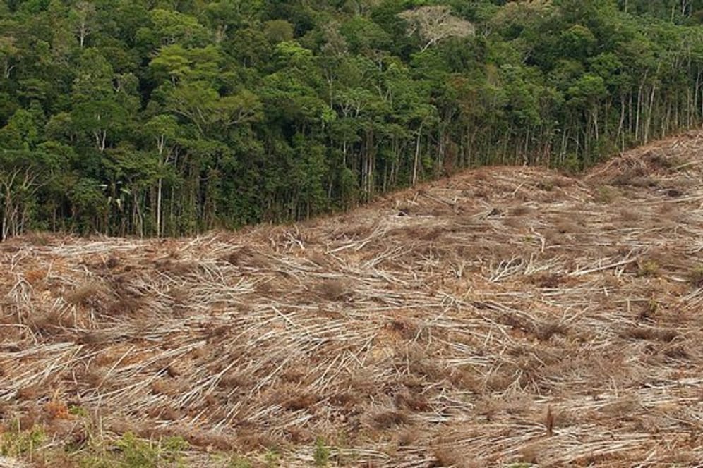 Abholzung des Regenwalds im Amazonasgebiet in Brasilien.