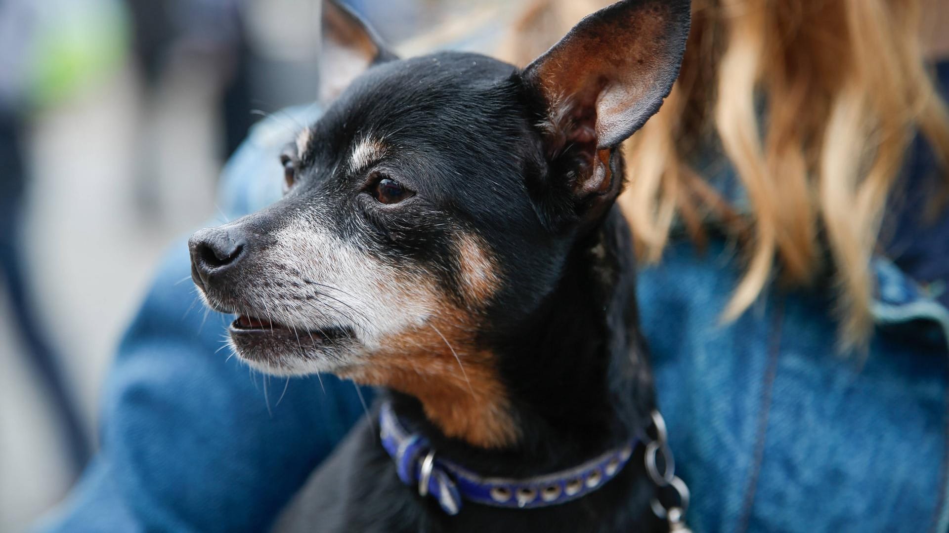 Ein Pinscher: In Solingen wurde ein Junge gebissen. (Symbolbild)