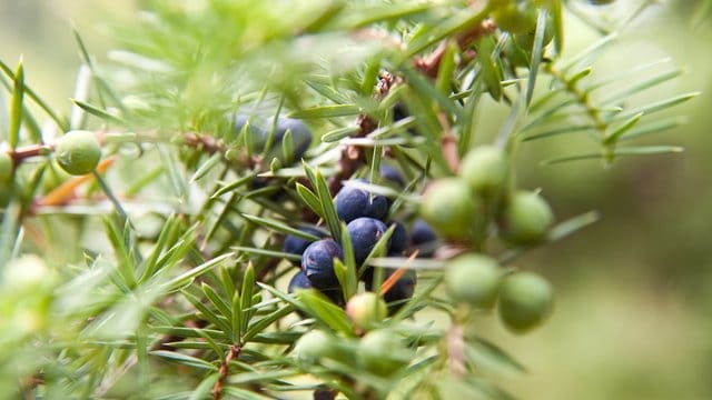 In trockenen Sommern werden Gehölze wie Buchsbaum, Eibe oder Wacholder häufiger von Schildläusen befallen.