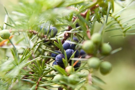 In trockenen Sommern werden Gehölze wie Buchsbaum, Eibe oder Wacholder häufiger von Schildläusen befallen.