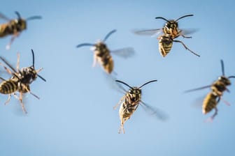 Anflug der Wespen