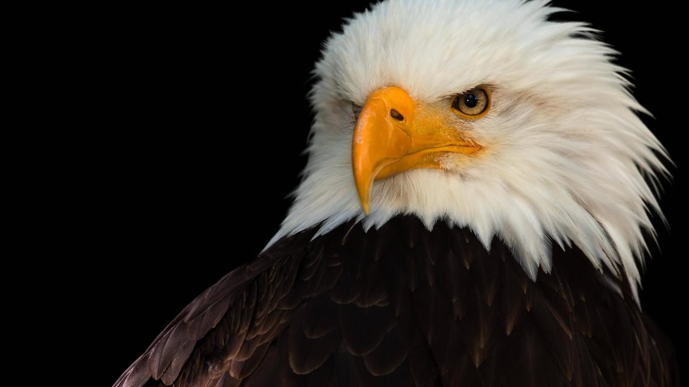Ein Adler: In den USA soll ein historisches Tierschutzgesetz gelockert werden.