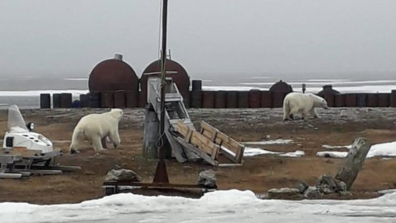Umherstreunende Eisbären in der Nähe einer Siedlung auf der Tschuktschen-Halbinsel.