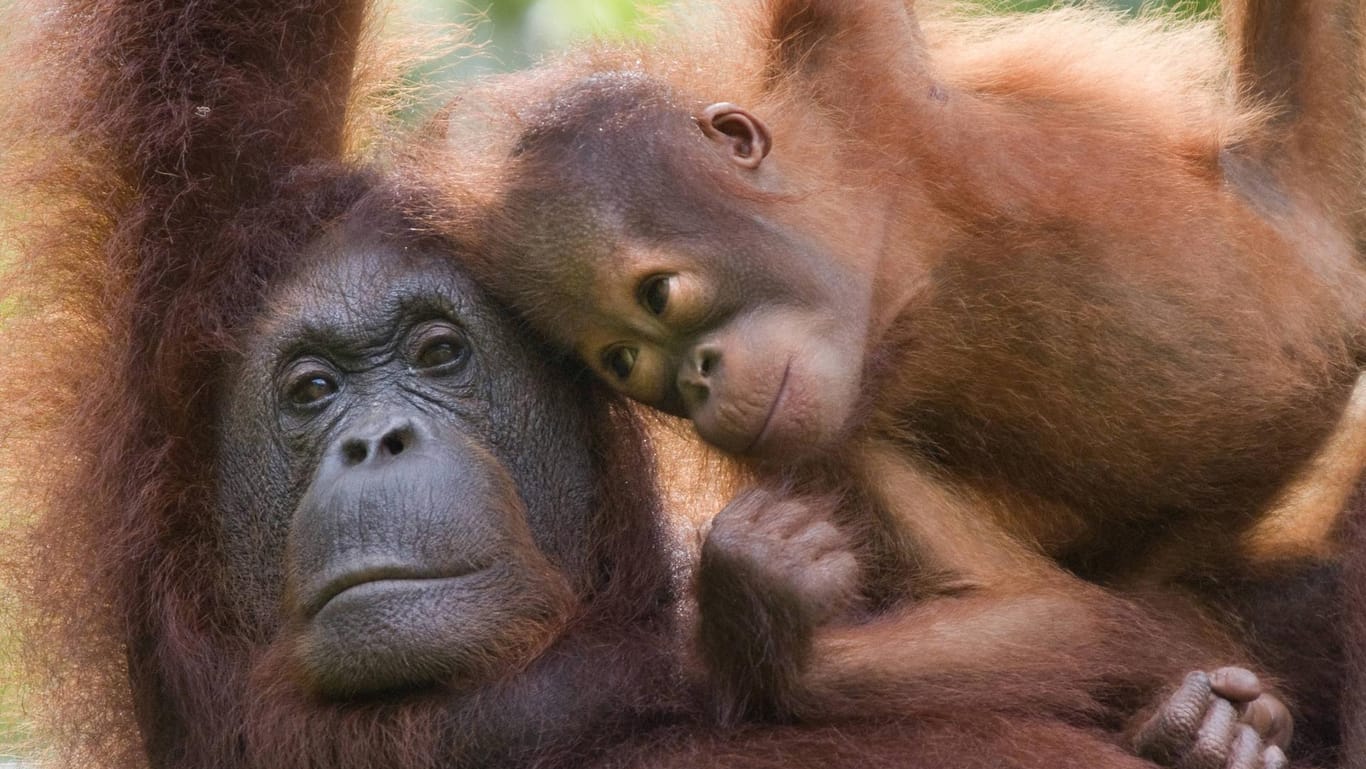Eine Orang-Utan-Mutter mit ihrem Nachwuchs in Barneo: Auch die größten noch lebenden Baumsäugetiere leiden laut WWF unter "durch Menschen verursachter Lebensraumverlust".