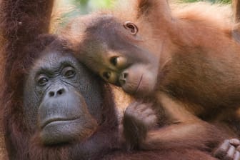 Eine Orang-Utan-Mutter mit ihrem Nachwuchs in Barneo: Auch die größten noch lebenden Baumsäugetiere leiden laut WWF unter "durch Menschen verursachter Lebensraumverlust".