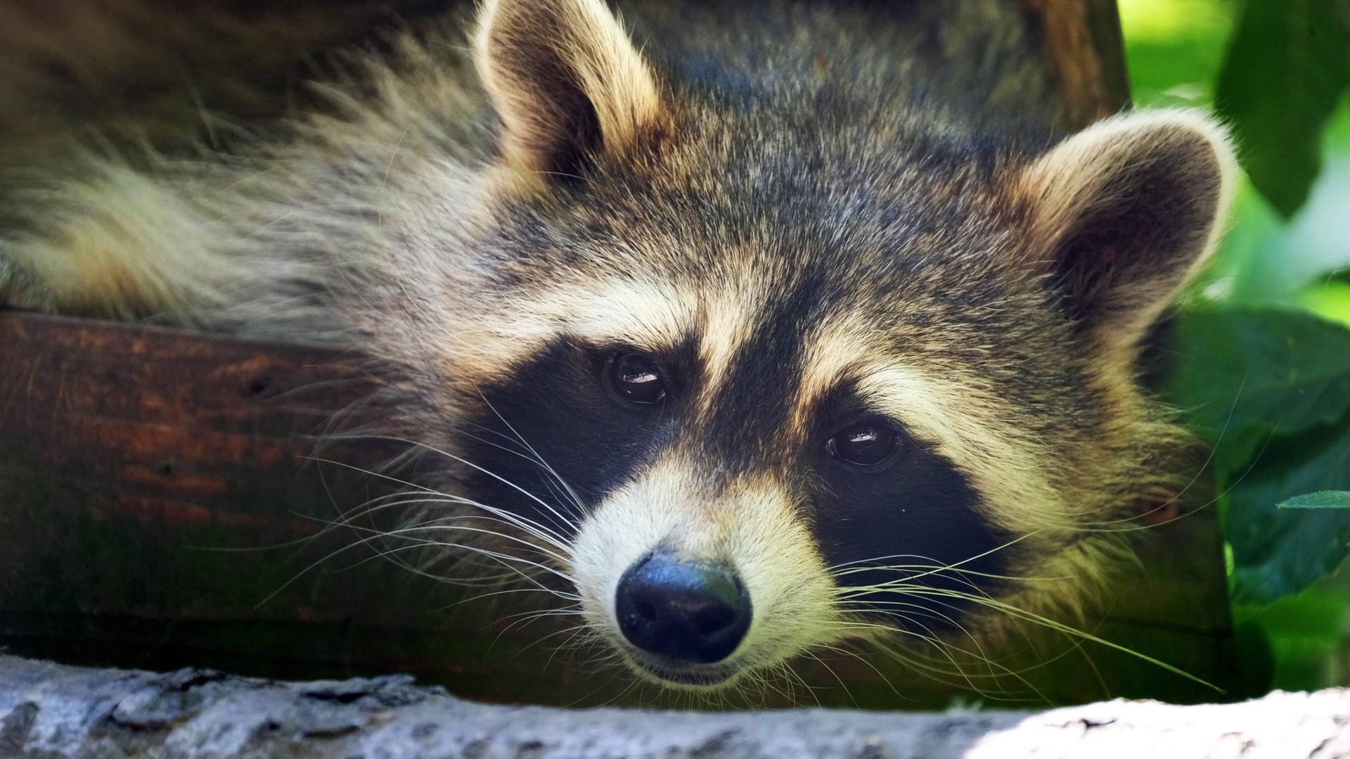 Ein Waschbär: Auch in Wuppertal werden die Tiere zunehmend heimisch.