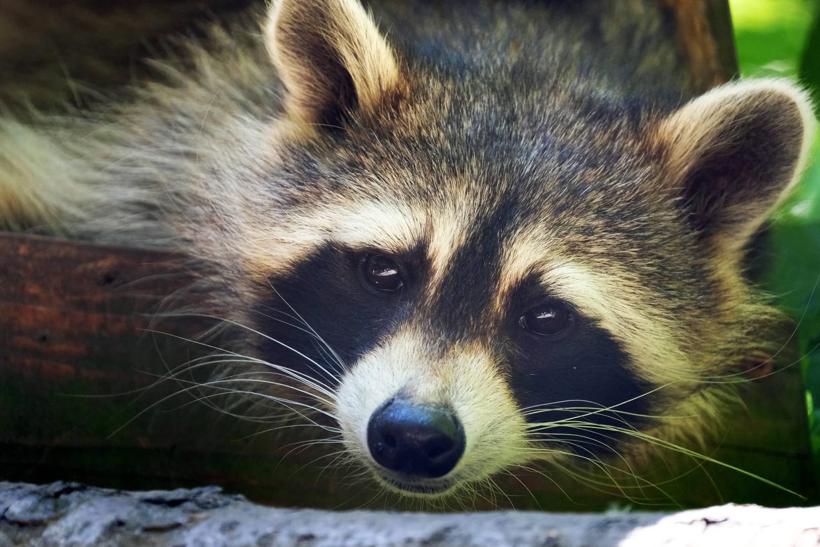 Ein Waschbär: Auch in Wuppertal werden die Tiere zunehmend heimisch.