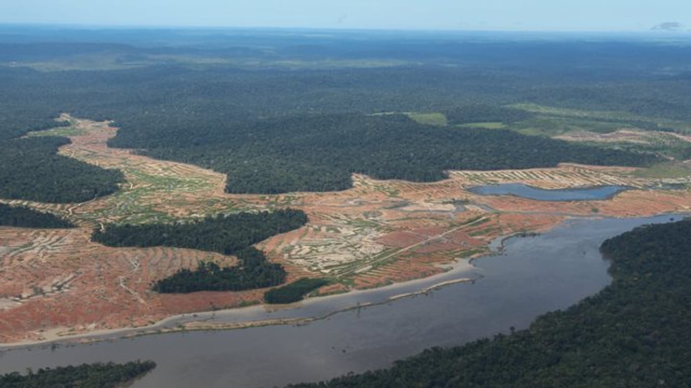 Der Amazonas-Regenwald ist vom Rückgang des Tierbestandes besonders betroffen.